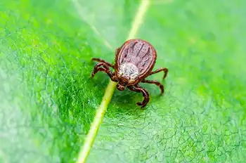 Que faire en cas de piqûre de tique?